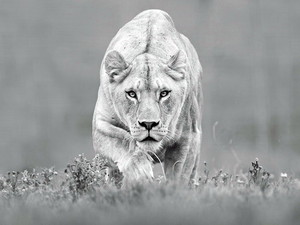  sư tử cái, lioness