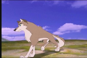  Aleu the serigala, wolf dog