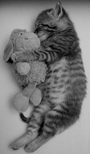  Kitten Sleeping With A Stuffed Animal