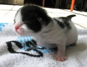  Newborn Kitten