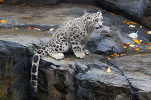  Snow Leopard Cub