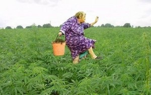  harvesting marijuana bitches