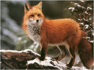  Pretty Fox!