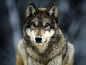  Beautiful wolf!