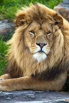\\lions//                 