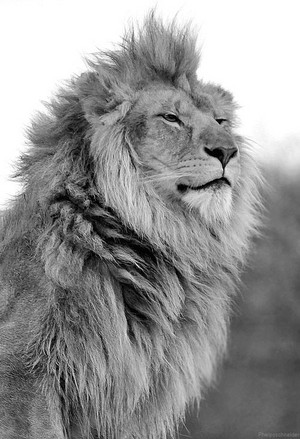 \\lions//                                    