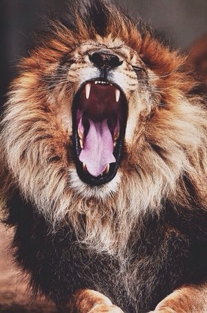 \\lions//                