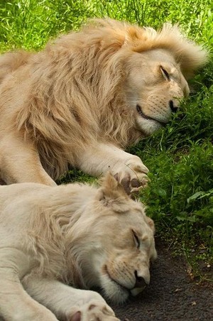  \\lions//