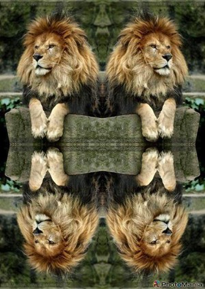 \\lions//                 