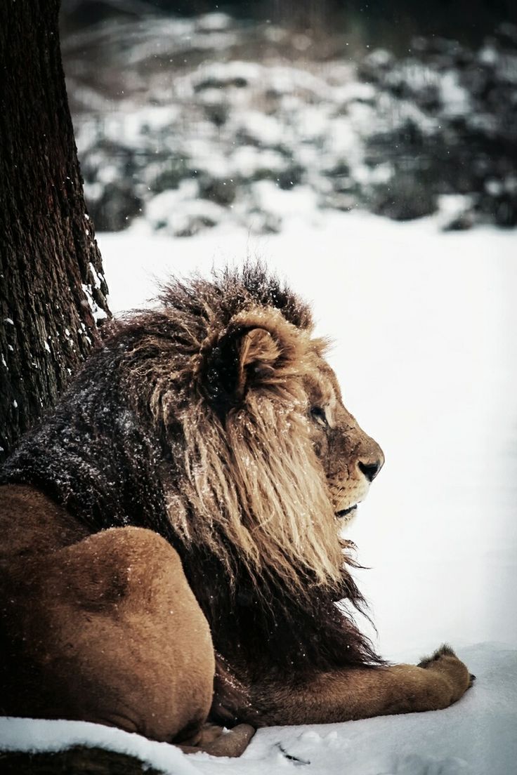 \\lions//                       