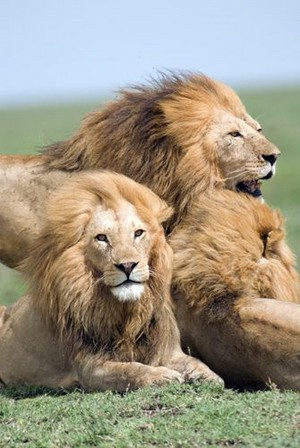 \\lions//                      