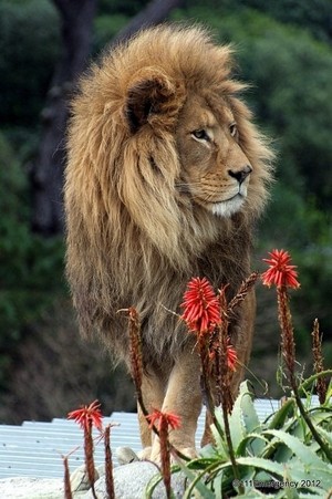 \\lions//                   