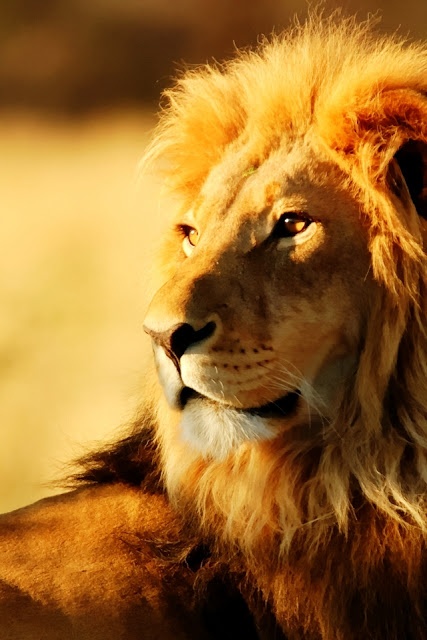\\lions//                     
