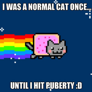  Nyan cat's words of wisdom