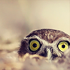  Owls شبیہیں