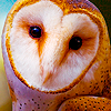  Owls Icons