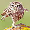  Owls شبیہیں