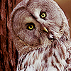  Owls आइकनों