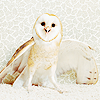  Owls প্রতীকী