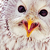  Owls ícones