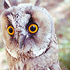  Owls ikoni