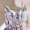  Owls ikon-ikon