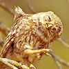  Owls Иконки