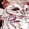  Owls icone