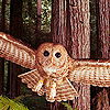  Owls icones