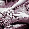  Owls প্রতীকী
