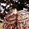  Owls iconen