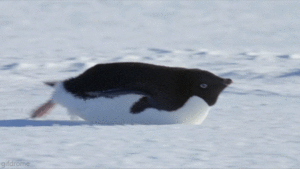  chim cánh cụt
