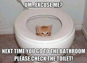 Toilet kitty!