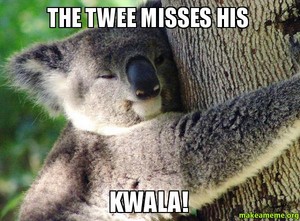  Koalas Koalas