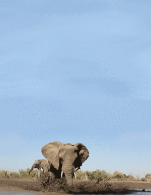  elefante