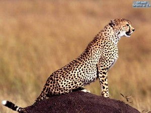  African Cheetah