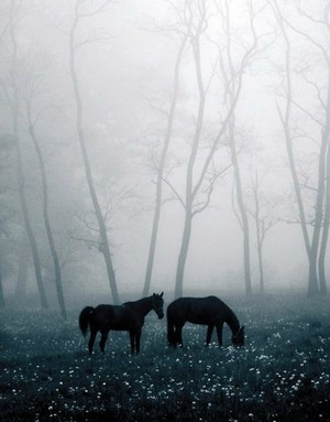  chevaux