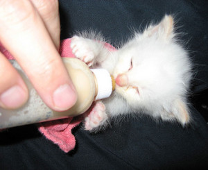  Kitten Being Bottlefed