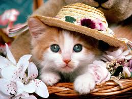  Cute Kitten with Hat