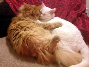  Cuddling Cats