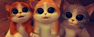  Cute Little gatinhos