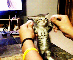  Cute dancing kitten <3333