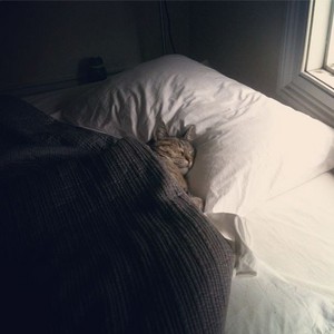  Catnapping In The постель, кровати