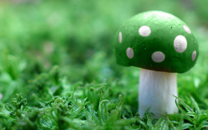 Green Mushroom