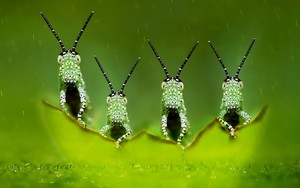  Green Grasshoppers