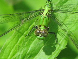  Green Dragonfly
