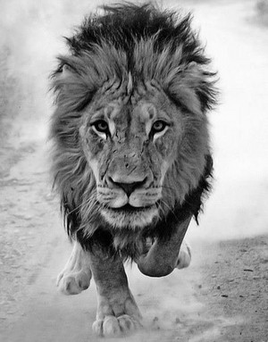 \\lions//                  