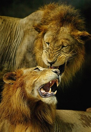 \\lions//           