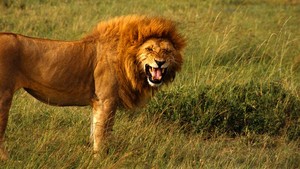 \\lions//         