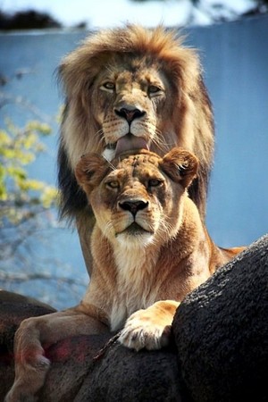 lions                                